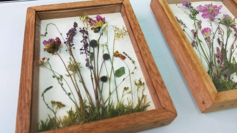 高野山の植物の標本を芸術へ